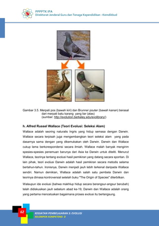 PPPPTK IPA
Direktorat Jenderal Guru dan Tenaga Kependidikan - Kemdikbud
KEGIATAN PEMBELAJARAN 3: EVOLUSI
KELOMPOK KOMPETENSI D
62
Gambar 3.5. Merpati pos (bawah kiri) dan Brunner pouter (bawah kanan) berasal
dari merpati batu karang yang liar (atas)
(sumber: http://evolution.berkeley.edu/evolibrary/)
h. Alfred Russel Wallace (Teori Evolusi: Seleksi Alam)
Wallace adalah seoring naturalis Ingris yang hidup semasa dengan Darwin.
Wallace secara terpisah juga mengembangkan teori seleksi alam yang pada
dasarnya sama dengan yang dikemukakan oleh Darwin. Darwin dan Wallace
cukup lama berkorespondensi secara ilmiah. Wallace malah banyak mengirim
spesies-spesies penemuan barunya dari Asia ke Darwin untuk diteliti. Menurut
Wallace, teorinya tentang evolusi hasil pemikiran yang datang secara spontan. Di
lain pihak, teori evolusi Darwin adalah hasil pemikiran secara metodis selama
bertahun-tahun. Ironisnya, Darwin menjadi jauh lebih terkenal daripada Wallace
sendiri. Namun demikian, Wallace adalah salah satu pembela Darwin dan
teorinya dimasa kontroversial setelah buku "The Origin of Species" diterbitkan.
Walaupun ide evolusi (bahwa makhlup hidup secara berangsur-angsur berubah)
telah didiskusikan jauh sebelum abad ke-19, Darwin dan Wallace adalah orang
yang pertama mencetuskan bagaimana proses evolusi itu berlangsung.
 