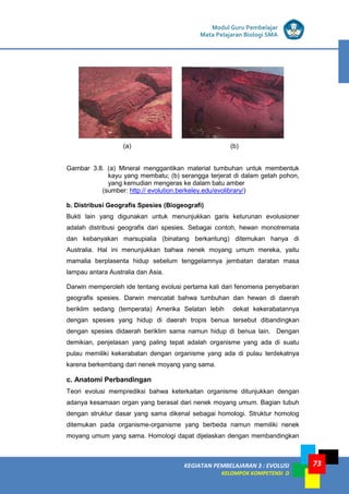 KEGIATAN PEMBELAJARAN 3 : EVOLUSI
KELOMPOK KOMPETENSI D
Modul Guru Pembelajar
Mata Pelajaran Biologi SMA
73
(a) (b)
Gambar 3.8. (a) Mineral menggantikan material tumbuhan untuk membentuk
kayu yang membatu; (b) serangga terjerat di dalam getah pohon,
yang kemudian mengeras ke dalam batu amber
(sumber: http:// evolution.berkeley.edu/evolibrary/)
b. Distribusi Geografis Spesies (Biogeografi)
Bukti lain yang digunakan untuk menunjukkan garis keturunan evolusioner
adalah distribusi geografis dari spesies. Sebagai contoh, hewan monotremata
dan kebanyakan marsupialia (binatang berkantung) ditemukan hanya di
Australia. Hal ini menunjukkan bahwa nenek moyang umum mereka, yaitu
mamalia berplasenta hidup sebelum tenggelamnya jembatan daratan masa
lampau antara Australia dan Asia.
Darwin memperoleh ide tentang evolusi pertama kali dari fenomena penyebaran
geografis spesies. Darwin mencatat bahwa tumbuhan dan hewan di daerah
beriklim sedang (temperata) Amerika Selatan lebih dekat kekerabatannya
dengan spesies yang hidup di daerah tropis benua tersebut dibandingkan
dengan spesies didaerah beriklim sama namun hidup di benua lain. Dengan
demikian, penjelasan yang paling tepat adalah organisme yang ada di suatu
pulau memiliki kekerabatan dengan organisme yang ada di pulau terdekatnya
karena berkembang dari nenek moyang yang sama.
c. Anatomi Perbandingan
Teori evolusi memprediksi bahwa keterkaitan organisme ditunjukkan dengan
adanya kesamaan organ yang berasal dari nenek moyang umum. Bagian tubuh
dengan struktur dasar yang sama dikenal sebagai homologi. Struktur homolog
ditemukan pada organisme-organisme yang berbeda namun memiliki nenek
moyang umum yang sama. Homologi dapat dijelaskan dengan membandingkan
 
