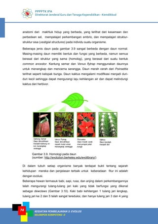 PPPPTK IPA
Direktorat Jenderal Guru dan Tenaga Kependidikan - Kemdikbud
KEGIATAN PEMBELAJARAN 3: EVOLUSI
KELOMPOK KOMPETENSI D
74
anatomi dari makhluk hidup yang berbeda, yang terlihat dari kesamaan dan
perbedaan sel, mempelajari perkembangan embrio, dan mempelajari struktur-
struktur sisa (vestigial structures) pada individu suatu organisme.
Beberapa jenis daun pada gambar 3.9 sangat berbeda dengan daun normal.
Masing-masing daun memiliki bentuk dan fungsi yang berbeda, namun semua
berasal dari struktur yang sama (homolog), yang berasal dari suatu bentuk
common ancestor. Kantung semar dan Venus flytrap menggunakan daunnya
untuk menangkap dan mencerna serangga. Daun merah cerah dari Poinsettia
terlihat seperti kelopak bunga. Daun kaktus mengalami modifikasi menjadi duri-
duri kecil sehingga dapat mengurangi laju kehilangan air dan dapat melindungi
kaktus dari herbivor.
Gambar 3.9. Homologi pada daun
(sumber: http://evolution.berkeley.edu/evolibrary/)
Di dalam tubuh setiap organisme banyak terdapat bukti tentang sejarah
kehidupan mereka dan penjelasan terbaik untuk keberadaan fitur ini adalah
dengan evolusi.
Beberapa hewan termasuk babi, sapi, rusa, dan anjing dalam perkembangannya
telah mengurangi tulang-tulang jari kaki yang tidak berfungsi yang dikenal
sebagai dewclaws (Gambar 3.10). Kaki babi kehilangan 1 tulang jari lengkap,
tulang jari ke 2 dan 5 telah sangat tereduksi, dan hanya tulang jari 3 dan 4 yang
 