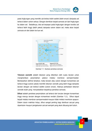 Modul Guru Pembelajar
Mata Pelajaran Biologi SMA
KEGIATAN PEMBELAJARAN 1: SISTEM EKSRESI MANUSIA
MOKELOMPOK KOMPETENSI D
7
pada lingkungan yang memiliki zat terlarut lebih sedikit (lebih encer) daripada zat
terlarut dalam cairan selnya. Dengan demikian terjadi osmosis air dari lingkungan
ke dalam sel. Sebaliknya, bila sel terpapar pada lingkungan dengan kondisi zat
terlarut lebih tinggi (lebih pekat) daripada cairan dalam sel, maka akan terjadi
osmosis air dari dalam ke luar sel.
Gambar 1.1. Ilustrasi peristiwa osmosis
Tekanan osmotik adalah tekanan yang diberikan oleh suatu larutan untuk
menghentikan perpindahan pelarut melalui membran semipermeabel.
Berdasarkan definisi tersebut, maka larutan atau cairan dengan konsentrasi zat
terlarut tinggi (cairan pekat) memiliki tekanan osmotik yang lebih tinggi daripada
larutan dengan zat terlarut sedikit (cairan encer). Adanya perbedaan tekanan
osmotik itulah yang menyebabkan terjadinya peristiwa osmosis.
Difusi adalah peristiwa perpindahan zat terlarut dari larutan dengan konsentrasi
tinggi menuju larutan dengan konsentrasi rendah (Gambar 1.2.). Difusi dapat
terjadi melalui membran semipermeabel maupun tidak melalui membran apapun.
Dalam tubuh makhluk hidup, difusi sangat penting bagi distribusi zat-zat yang
diperlukan maupun pengeluaran zat-zat sampah yang akan dibuang dari tubuh.
 