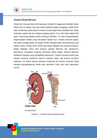 PPPPTK IPA
Direktorat Jenderal Guru dan Tenaga Kependidikan - Kemdikbud
KEGIATAN PEMBELAJARAN 1: SISTEM EKSRESI MANUSIA
KELOMPOK KOMPETENSI D
10
Anatomi Ginjal Manusia
Ginjal (ren) manusia berjumlah sepasang, terletak di rongga perut sebelah kanan
depan dan kiri depan ruas-ruas tulang belakang bagian pinggang. Ginjal kanan
lebih rendah dari pada ginjal kiri karena di atas ginjal kanan terdapat hati. Ginjal
berbentuk seperti biji ercis dengan panjang sekitar 10 cm dan berat sekitar 200
gram. Ginjal yang dibelah secara membujur (Gambar 1.3.) akan memperlihatkan
bagian-bagian korteks yang merupakan lapisan luar, medula (sumsum ginjal),
dan pelvis (rongga ginjal). Di bagian korteks terdapat jutaan alat penyaring yang
disebut nefron. Setiap nefron terdiri atas badan Malpighi dan tubulus kontortus.
Badan Malpighi terdiri atas kapsula (simpai) Bowman dan glomerulus.
Glomerulus merupakan anyaman pembuluh darah kapiler. Kapsula Bowman
berbentuk mangkuk yang mengelilingi glomerulus. Tubulus kontortus terdiri atas
tubulus kontortus proksimal, tubulus kontortus distal, dan tubulus kontortus
kolektivus. Di antara tubulus kontortus proksimal dan tubulus kontortus distal
terdapat gelung/lengkung Henle pars ascenden (naik) dan pars descenden
(turun).
Gambar 1. 3. Struktur anatomi ginjal manusia
 