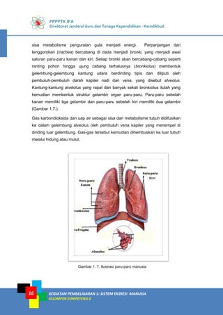 PPPPTK IPA
Direktorat Jenderal Guru dan Tenaga Kependidikan - Kemdikbud
KEGIATAN PEMBELAJARAN 1: SISTEM EKSRESI MANUSIA
KELOMPOK KOMPETENSI D
16
sisa metabolisme penguraian gula menjadi energi. Perpanjangan dari
tenggorokan (trachea) bercabang di dada menjadi bronki, yang menjadi awal
saluran paru-paru kanan dan kiri. Setiap bronki akan bercabang-cabang seperti
ranting pohon hingga ujung cabang terhalusnya (bronkiolus) membentuk
gelembung-gelembung kantung udara berdinding tipis dan diliputi oleh
pembuluh-pembuluh darah kapiler nadi dan vena, yang disebut alveolus.
Kantung-kantung alvelolus yang rapat dari banyak sekali bronkiolus itulah yang
kemudian membentuk struktur gelambir organ paru-paru. Paru-paru sebelah
kanan memiliki tiga gelambir dan paru-paru sebelah kiri memiliki dua gelambir
(Gambar 1.7.).
Gas karbondioksida dan uap air sebagai sisa dari metabolisme tubuh didifusikan
ke dalam gelembung alveolus oleh pembuluh vena kapiler yang menempel di
dinding luar gelembung. Gas-gas tersebut kemudian dihembuskan ke luar tubuh
melalui hidung atau mulut.
Gambar 1. 7. Ilustrasi paru-paru manusia
 