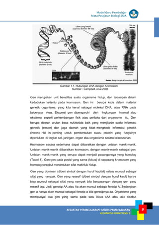 KEGIATAN PEMBELAJARAN: MEDIA PEMBELAJARAN
KELOMPOK KOMPETENSI E
MODUL I
Modul Guru Pembelajar
Mata Pelajaran Biologi SMA
9
Gambar 1.1. Hubungan DNA dengan Kromosom
Sumber : Campbell, et al 2006
Gen merupakan unit hereditas suatu organisme hidup, dan tersimpan dalam
kedudukan tertentu pada kromosom. Gen ini berupa kode dalam material
genetik organisme, yang kita kenal sebagai molekul DNA, atau RNA pada
beberapa virus. Ekspresi gen dipengaruhi oleh lingkungan internal atau
eksternal seperti perkembangan fisik atau perilaku dari organisme itu. Gen
berupa daerah urutan basa nukleotida baik yang mengkode suatu informasi
genetik (ekson) dan juga daerah yang tidak mengkode informasi genetik
(intron). Hal ini penting untuk pembentukan suatu protein yang fungsinya
diperlukan di tingkat sel, jaringan, organ atau organisme secara keseluruhan.
Kromosom secara sederhana dapat diibaratkan dengan untaian manik-manik.
Untaian manik-manik diibaratkan kromosom, dengan manik-manik sebagai gen.
Untaian manik-manik yang serupa dapat menjadi pasangannya yang homolog
(Tabel 1). Gen-gen pada posisi yang sama (lokus) di sepasang kromosom yang
homolog tersebut menentukan sifat makhluk hidup.
Gen yang dominan (diberi simbol dengan huruf kapital) selalu muncul sebagai
sifat yang nampak. Gen yang resesif (diberi simbol dengan huruf kecil) hanya
bisa muncul sebagai sifat yang nampak bila berpasangan dengan gen yang
resesif lagi. Jadi, genotip AA atau Aa akan muncul sebagai fenotip A. Sedangkan
gen a hanya akan muncul sebagai fenotip a bila genotipnya aa. Organisme yang
mempunyai dua gen yang sama pada satu lokus (AA atau aa) disebut
 