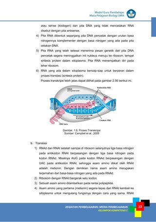 KEGIATAN PEMBELAJARAN: MEDIA PEMBELAJARAN
KELOMPOK KOMPETENSI E
MODUL I
Modul Guru Pembelajar
Mata Pelajaran Biologi SMA
15
atau sense (kodogen) dan pita DNA yang tidak mencetakan RNA
disebut dengan pita antisense.
4) Pita RNA dibentuk sepanjang pita DNA pencetak dengan urutan basa
nitrogennya komplementer dengan basa nitrogen yang ada pada pita
cetakan DNA.
5) Pita RNA yang telah selesai menerima pesan genetik dari pita DNA
pencetak segera meninggalkan inti nukleus menuju ke ribosom, tempat
sintesis protein dalam sitoplasma. Pita RNA menempatkan diri pada
leher ribosom.
6) RNA yang ada dalam sitoplasma bersiap-siap untuk berperan dalam
proses translasi (sintesis protein).
Proses transkripsi lebih jelas dapat dilihat pada gambar 2.56 berikut ini.
Gambar. 1.6. Proses Transkripsi
Sumber: Campbel et al., 2009
b. Translasi
1) RNAd dan RNAt setelah sampai di ribosom selanjutnya tiga basa nitrogen
pada antikodon RNAt berpasangan dengan tiga basa nitrogen pada
kodon RNAd. Misalnya AUG pada kodon RNAd berpasangan dengan
UAC pada antikodon RNAt, sehingga asam amino diikat oleh RNAt
adalah metionin. Dengan demikian nama asam amino merupakan
terjemahan dari basa-basa nitrogen yang ada pada RNAd.
2) Ribosom dengan RNAd bergerak satu kodon.
3) Sebuah asam amino ditambahkan pada rantai polipeptida.
4) Asam amino yang pertama (metionin) segera lepas dari RNAt kembali ke
sitoplasma untuk mengulang fungsinya dengan cara yang sama. RNAt
 
