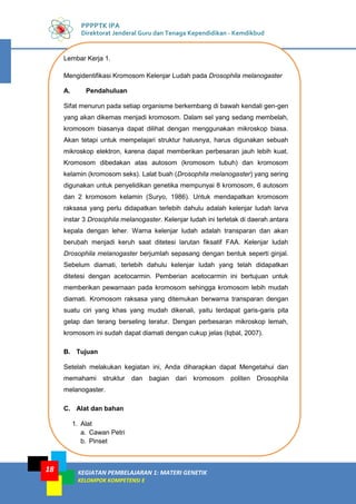 KEGIATAN PEMBELAJARAN 1: MATERI GENETIK
KELOMPOK KOMPETENSI E
18
PPPPTK IPA
Direktorat Jenderal Guru dan Tenaga Kependidikan - Kemdikbud
Lembar Kerja 1.
Mengidentifikasi Kromosom Kelenjar Ludah pada Drosophila melanogaster
A. Pendahuluan
Sifat menurun pada setiap organisme berkembang di bawah kendali gen-gen
yang akan dikemas menjadi kromosom. Dalam sel yang sedang membelah,
kromosom biasanya dapat dilihat dengan menggunakan mikroskop biasa.
Akan tetapi untuk mempelajari struktur halusnya, harus digunakan sebuah
mikroskop elektron, karena dapat memberikan perbesaran jauh lebih kuat.
Kromosom dibedakan atas autosom (kromosom tubuh) dan kromosom
kelamin (kromosom seks). Lalat buah (Drosophila melanogaster) yang sering
digunakan untuk penyelidikan genetika mempunyai 8 kromosom, 6 autosom
dan 2 kromosom kelamin (Suryo, 1986). Untuk mendapatkan kromosom
raksasa yang perlu didapatkan terlebih dahulu adalah kelenjar ludah larva
instar 3 Drosophila melanogaster. Kelenjar ludah ini terletak di daerah antara
kepala dengan leher. Warna kelenjar ludah adalah transparan dan akan
berubah menjadi keruh saat ditetesi larutan fiksatif FAA. Kelenjar ludah
Drosophila melanogaster berjumlah sepasang dengan bentuk seperti ginjal.
Sebelum diamati, terlebih dahulu kelenjar ludah yang telah didapatkan
ditetesi dengan acetocarmin. Pemberian acetocarmin ini bertujuan untuk
memberikan pewarnaan pada kromosom sehingga kromosom lebih mudah
diamati. Kromosom raksasa yang ditemukan berwarna transparan dengan
suatu ciri yang khas yang mudah dikenali, yaitu terdapat garis-garis pita
gelap dan terang berseling teratur. Dengan perbesaran mikroskop lemah,
kromosom ini sudah dapat diamati dengan cukup jelas (Iqbal, 2007).
B. Tujuan
Setelah melakukan kegiatan ini, Anda diharapkan dapat Mengetahui dan
memahami struktur dan bagian dari kromosom politen Drosophila
melanogaster.
C. Alat dan bahan
1. Alat
a. Cawan Petri
b. Pinset
 