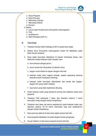 KEGIATAN PEMBELAJARAN: MEDIA PEMBELAJARAN
KELOMPOK KOMPETENSI E
MODUL I
Modul Guru Pembelajar
Mata Pelajaran Biologi SMA
19
c. Kaca Preparat
d. Kaca Penutup
e. Mikroskop Cahaya
f. Mikroskop Stereo
g. Bunsen
2. Bahan
a. Larva instar III lalat buah (Drosophila melanogaster)
b. FAA
c. Acetokarmin
d. NaCl fisiologis (0,65 %)
D. Cara kerja
1. Teteskan larutan NaCl fisiologis (0,65 %) pada kaca objek.
2. Seekor larva Drosophila melanogaster (instar III) diletakkan pada
tetes larutan tersebut.
3. Kaca objek kemudian diletakkan di bawah mikroskop stereo, dan
dilakukan isolasi kelenjar ludah dengan cara:
a. larva ditusuk dengan jarum,
b. jarum sonde lain ditusukkan di daerah mulut,
c. bagian mulut ditarik ke depan dengan hati-hati,
d. kelenjar ludah akan segera tampak, seperti sepasang kantung
berwarna putih transparan (bening),
e. kelenjar ludah kemudian dibersihkan dari lemak dan bagian-
bagian lain yang masih melekat,
f. sisa tubuh yang tidak diperlukan dibuang.
4. Ambil kelenjar ludah yang berwarna bening dan letakkan pada kaca
preparat.
5. Teteskan FAA sebanyak 1 tetes, dan diamkan selama 1 menit
kemudian hisap dengan kertas hisap/tissue.
6. Teteskan satu tetes zat warna asetokarmin pada kelenjar ludah dan
diamkan selama 10--15 menit. Kemudian isap sisa asetokarmin
dengan kertas hisap/tissue.
7. Kaca penutup ditaruh di atas kaca objek secara hati-hati,.
8. Kaca preparat diletakkan di antara lipatan kertas penghisap.
9. Ibu jari ditekan di atas kaca preparat secara hati-hati.
 