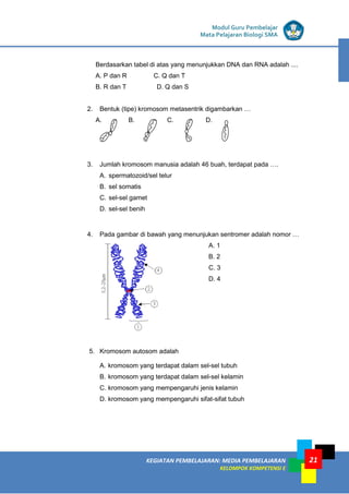 KEGIATAN PEMBELAJARAN: MEDIA PEMBELAJARAN
KELOMPOK KOMPETENSI E
MODUL I
Modul Guru Pembelajar
Mata Pelajaran Biologi SMA
21
Berdasarkan tabel di atas yang menunjukkan DNA dan RNA adalah ....
A. P dan R C. Q dan T
B. R dan T D. Q dan S
2. Bentuk (tipe) kromosom metasentrik digambarkan …
A. B. C. D.
3. Jumlah kromosom manusia adalah 46 buah, terdapat pada ….
A. spermatozoid/sel telur
B. sel somatis
C. sel-sel gamet
D. sel-sel benih
4. Pada gambar di bawah yang menunjukan sentromer adalah nomor …
A. 1
B. 2
C. 3
D. 4
5. Kromosom autosom adalah
A. kromosom yang terdapat dalam sel-sel tubuh
B. kromosom yang terdapat dalam sel-sel kelamin
C. kromosom yang mempengaruhi jenis kelamin
D. kromosom yang mempengaruhi sifat-sifat tubuh
 