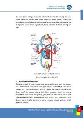 KEGIATAN PEMBELAJARAN 2: SISTEM TRANSPORTASI PADA MANUSIA
MODUL E
Modul Guru Pembelajar
Mata Pelajaran Biologi SMA
25
Beberapa cairan jaringan masuk ke dalam sistem pembuluh tertutup lain yaitu
sistem pembuluh limpha atau sistem pembuluh getah bening. Fungsi dari
pembuluh limpha ini adalah untuk mempertahankan aliran darah yang cukup bila
mungkin ke semua organ-organ tubuh, tetapi terutama di dalam jantung dan
otak.
Gambar 2.1. Sirkulasi darah pada Manusia
Sumber: Campbell N. A ..et.al 2011
1. Alat-alat Peredaran Darah
Jantung, terletak di pusat rongga dada. Jantung dibungkus oleh tiga lapisan,
yaitu endokardium, miokardium dan perikardium. Endokardium merupakan
selaput yang membatasiruangan jantung. Lapisan ini mengandung pembuluh
darah, saraf dan cabang-cabang dari sistem peredaran darah ke jantung.
Miokardium merupakan otot jantung yang tersusun dari berkas-berkas otot.
Perikardium merupakan selaput pembungkus jantung yang terdiri dari 2 lapis
dengan cairan limpha diantaranya yang bertugas sebagai pelumas untuk
menahan gesekan.
 