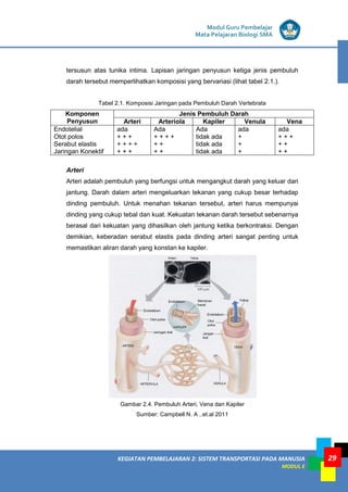 KEGIATAN PEMBELAJARAN 2: SISTEM TRANSPORTASI PADA MANUSIA
MODUL E
Modul Guru Pembelajar
Mata Pelajaran Biologi SMA
29
tersusun atas tunika intima. Lapisan jaringan penyusun ketiga jenis pembuluh
darah tersebut memperlihatkan komposisi yang bervariasi (lihat tabel 2.1.).
Tabel 2.1. Komposisi Jaringan pada Pembuluh Darah Vertebrata
Komponen
Penyusun
Jenis Pembuluh Darah
Arteri Arteriola Kapiler Venula Vena
Endotelial
Otot polos
Serabut elastis
Jaringan Konektif
ada
+ + +
+ + + +
+ + +
Ada
+ + + +
+ +
+ +
Ada
tidak ada
tidak ada
tidak ada
ada
+
+
+
ada
+ + +
+ +
+ +
Arteri
Arteri adalah pembuluh yang berfungsi untuk mengangkut darah yang keluar dari
jantung. Darah dalam arteri mengeluarkan tekanan yang cukup besar terhadap
dinding pembuluh. Untuk menahan tekanan tersebut, arteri harus mempunyai
dinding yang cukup tebal dan kuat. Kekuatan tekanan darah tersebut sebenarnya
berasal dari kekuatan yang dihasilkan oleh jantung ketika berkontraksi. Dengan
demikian, keberadan serabut elastis pada dinding arteri sangat penting untuk
memastikan aliran darah yang konstan ke kapiler.
Gambar 2.4. Pembuluh Arteri, Vena dan Kapiler
Sumber: Campbell N. A ..et.al 2011
 