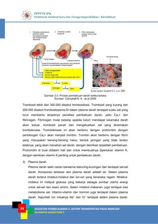 PPPPTK IPA
Direktorat Jenderal Guru dan Tenaga Kependidikan - Kemdikbud
KEGIATAN PEMBELAJARAN 2: SISTEM TRANSPORTASI PADA MANUSIA
KELOMPOK KOMPETENSI E
34
Trombosit lebih dari 300.000 disebut trombositosis. Trombosit yang kurang dari
200.000 disebut trombositopenia.Di dalam plasma darah terdapat suatu zat yang
turut membantu terjadinya peristiwa pembekuan darah, yaitu Ca2+ dan
fibrinogen. Fibrinogen mulai bekerja apabila tubuh mendapat lukamaka darah
akan keluar, trombosit pecah dan mengeluarkan zat yang dinamakan
trombokinase. Trombokinase ini akan bertemu dengan protrombin dengan
pertolongan Ca2+ akan menjadi trombin. Trombin akan bertemu dengan fibrin
yang merupakan benang-benang halus, bentuk jaringan yang tidak teratur
letaknya, yang akan menahan sel darah, dengan demikian terjadilah pembekuan.
Protrombin di buat didalam hati dan untuk membuatnya diperlukan vitamin K,
dengan demikian vitamin K penting untuk pembekuan darah.
3) Plasma darah
Plasma darah ialah cairan berwarna kekuning-kuningan dan terdapat sel-sel
darah. Komponen terbesar dari plasma darah adalah air. Dalam plasma
darah terlarut molekul-molekul dan ion-ion yang beraneka ragam. Molekul-
molekul ini meliputi glukosa yang bekerja sebagai sumber utama energi
untuk sel-sel dan asam amino. Selain molekul makanan, juga terdapat sisa
metabolisme sel. Vitamin-vitamin dan hormon juga terdapat dalam plasma
darah. Sejumlah ion misalnya Na+
dan Cl–
terdapat dalam plasma darah.
Gambar 2.5. Proses pembekuan darah ketika terluka
Sumber: Campbell N. A ..et.al 2009
Sumber gambar: Campbell, N. A., et al., 2009
 