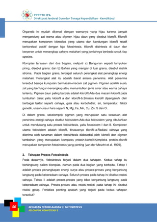 PPPPTK IPA
Direktorat Jenderal Guru dan Tenaga Kependidikan - Kemdikbud
KEGIATAN PEMBELAJARAN 3: FOTOSINTESIS
KELOMPOK KOMPETENSI E
56
Organela ini mudah dikenali dengan warnanya yang hijau karena banyak
mengandung zat warna atau pigmen hijau daun yang disebut klorofil. Klorofil
merupakan komponen kloroplas yang utama dan kandungan klorofil relatif
berkorelasi positif dengan laju fotosintesis. Klorofil disintesis di daun dan
berperan untuk menangkap cahaya matahari yang jumlahnya berbeda untuk tiap
spesies.
Kloroplas tersusun dari dua bagian, meliputi a) Bangunan seperti tumpukan
piring, disebut grana: dan b) Bahan yang mengisi di luar grana, disebut matrik
stroma. Pada bagian grana, terdapat seluruh perangkat alat penangkap energi
matahari. Perangkat alat itu adalah ibarat antena penerima. Alat penerima
tersebut berupa kumpulan bermacam-macam zat pigmen. Pigmen adalah suatu
zat yang berfungsi menangkap atau memantulkan jenis sinar atau warna cahaya
tertentu. Pigmen daun paling banyak adalah klorofil.Ada dua macam klorofil pada
tumbuhan darat yaitu klorofil a dan klorofil-b.Sintesis klorofil dipengaruhi oleh
berbagai faktor seperti cahaya, gula atau karbohidrat, air, temperatur, faktor
genetik, unsur-unsur hara seperti N, Mg, Fe, Mn, Cu, Zn, S dan O.
Di dalam grana, sekelompok pigmen yang merupakan satu kesatuan alat
penerima energi cahaya disebut fotosistem.Ada dua fotosistem yang dibutuhkan
untuk mendukung satu proses fotosintesis, yaitu fotosistem I dan II. Komponen
utama fotosistem adalah klorofil, khususnya klorofil-a.Radiasi cahaya yang
diterima oleh tanaman dalam fotosintesis diabsorbsi oleh klorofil dan pigmen
tambahan yang merupakan kompleks protein-klorofil.Kompleks protein-klorofil
merupakan komponen fotosintesis yang penting (van der Mescht et al. 1999).
2. Tahapan Proses Fotosintesis
Pada dasarnya, fotosintesis terjadi dalam dua tahapan. Kedua tahap itu
berlangsung dalam kloroplas, namun pada dua bagian yang berbeda. Tahap I
adalah proses penangkapan energi surya atau proses-proses yang bergantung
langsung pada keberadaan cahaya. Seluruh proses pada tahap ini disebut reaksi
cahaya. Tahap II adalah proses-proses yang tidak bergantung langsung pada
keberadaan cahaya. Proses-proses atau reaksi-reaksi pada tahap ini disebut
reaksi gelap. Peristiwa penting apakah yang terjadi pada kedua tahapan
tersebut?
 