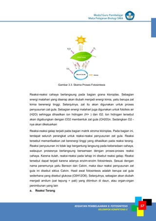 LISTRIK untuk SMP
KEGIATAN PEMBELAJARAN 3: FOTOSINTESIS
KELOMPOK KOMPETENSI E
Modul Guru Pembelajar
Mata Pelajaran Biologi SMA
57
Gambar 3.3. Skema Proses Fotosintesis
Reaksi-reaksi cahaya berlangsung pada bagian grana kloroplas. Sebagian
energi matahari yang diserap akan diubah menjadi energi kimia, yaitu berupa zat
kimia berenergi tinggi. Selanjutnya, zat itu akan digunakan untuk proses
penyusunan zat gula. Sebagian energi matahari juga digunakan untuk fotolisis air
(H2O) sehingga dihasilkan ion hidrogen (H+ ) dan O2. Ion hidrogen tersebut
akan digabungkan dengan CO2 membentuk zat gula (CH2O)n. Sedangkan O2 -
nya akan dikeluarkan
Reaksi-reaksi gelap terjadi pada bagian matrik stroma kloroplas. Pada bagian ini,
terdapat seluruh perangkat untuk reaksi-reaksi penyusunan zat gula. Reaksi
tersebut memanfaatkan zat berenergi tinggi yang dihasilkan pada reaksi terang.
Reaksi penyusunan ini tidak lagi bergantung langsung pada keberadaan cahaya,
walaupun prosesnya berlangsung bersamaan dengan proses-proses reaksi
cahaya. Karena itulah, reaksi-reaksi pada tahap ini disebut reaksi gelap. Reaksi
tersebut dapat terjadi karena adanya enzim-enzim fotosintesis. Sesuai dengan
nama penemunya yaitu Benson dan Calvin, maka daur reaksi penyusunan zat
gula ini disebut siklus Calvin. Hasil awal fotosintesis adalah berupa zat gula
sederhana yang disebut glukosa (C6H12O6). Selanjutnya, sebagian akan diubah
menjadi amilum (zat tepung = pati) yang ditimbun di daun, atau organ-organ
penimbunan yang lain
a. Reaksi Terang
 
