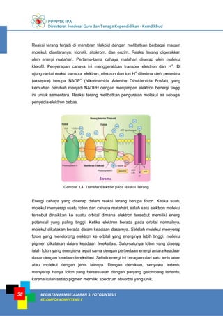 PPPPTK IPA
Direktorat Jenderal Guru dan Tenaga Kependidikan - Kemdikbud
KEGIATAN PEMBELAJARAN 3: FOTOSINTESIS
KELOMPOK KOMPETENSI E
58
Reaksi terang terjadi di membran tilakoid dengan melibatkan berbagai macam
molekul, diantaranya: klorofil, sitokrom, dan enzim. Reaksi terang digerakkan
oleh energi matahari. Pertama-tama cahaya matahari diserap oleh molekul
klorofil. Penyerapan cahaya ini menggerakkan transpor elektron dan H+
. Di
ujung rantai reaksi transpor elektron, elektron dan ion H+
diterima oleh penerima
(akseptor) berupa NADP+
(Nikotinamida Adenine Dinukleotida Fosfat), yang
kemudian berubah menjadi NADPH dengan menyimpan elektron benergi tinggi
ini untuk sementara. Reaksi terang melibatkan penguraian molekul air sebagai
penyedia elektron bebas.
Gambar 3.4. Transfer Elektron pada Reaksi Terang
Energi cahaya yang diserap dalam reaksi terang berupa foton. Ketika suatu
molekul menyerap suatu foton dari cahaya matahari, salah satu elektron molekul
tersebut dinaikkan ke suatu orbital dimana elektron tersebut memiliki energi
potensial yang paling tinggi. Ketika elektron berada pada orbital normalnya,
molekul dikatakan berada dalam keadaan dasarnya. Setelah molekul menyerap
foton yang mendorong elektron ke orbital yang energinya lebih tinggi, molekul
pigmen dikatakan dalam keadaan tereksitasi. Satu-satunya foton yang diserap
ialah foton yang energinya tepat sama dengan perbedaan energi antara keadaan
dasar dengan keadaan tereksitasi. Selisih energi ini beragam dari satu jenis atom
atau molekul dengan jenis lainnya. Dengan demikian, senyawa tertentu
menyerap hanya foton yang bersesuaian dengan panjang gelombang tertentu,
karena itulah setiap pigmen memiliki spectrum absorbsi yang unik.
 