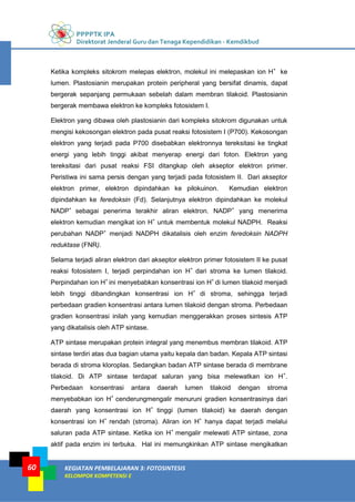 PPPPTK IPA
Direktorat Jenderal Guru dan Tenaga Kependidikan - Kemdikbud
KEGIATAN PEMBELAJARAN 3: FOTOSINTESIS
KELOMPOK KOMPETENSI E
60
Ketika kompleks sitokrom melepas elektron, molekul ini melepaskan ion H+
ke
lumen. Plastosianin merupakan protein peripheral yang bersifat dinamis, dapat
bergerak sepanjang permukaan sebelah dalam membran tilakoid. Plastosianin
bergerak membawa elektron ke kompleks fotosistem I.
Elektron yang dibawa oleh plastosianin dari kompleks sitokrom digunakan untuk
mengisi kekosongan elektron pada pusat reaksi fotosistem I (P700). Kekosongan
elektron yang terjadi pada P700 disebabkan elektronnya tereksitasi ke tingkat
energi yang lebih tinggi akibat menyerap energi dari foton. Elektron yang
tereksitasi dari pusat reaksi FSI ditangkap oleh akseptor elektron primer.
Peristiwa ini sama persis dengan yang terjadi pada fotosistem II. Dari akseptor
elektron primer, elektron dipindahkan ke pilokuinon. Kemudian elektron
dipindahkan ke feredoksin (Fd). Selanjutnya elektron dipindahkan ke molekul
NADP+
sebagai penerima terakhir aliran elektron. NADP+
yang menerima
elektron kemudian mengikat ion H+
untuk membentuk molekul NADPH. Reaksi
perubahan NADP+
menjadi NADPH dikatalisis oleh enzim feredoksin NADPH
reduktase (FNR).
Selama terjadi aliran elektron dari akseptor elektron primer fotosistem II ke pusat
reaksi fotosistem I, terjadi perpindahan ion H+
dari stroma ke lumen tilakoid.
Perpindahan ion H+
ini menyebabkan konsentrasi ion H+
di lumen tilakoid menjadi
lebih tinggi dibandingkan konsentrasi ion H+
di stroma, sehingga terjadi
perbedaan gradien konsentrasi antara lumen tilakoid dengan stroma. Perbedaan
gradien konsentrasi inilah yang kemudian menggerakkan proses sintesis ATP
yang dikatalisis oleh ATP sintase.
ATP sintase merupakan protein integral yang menembus membran tilakoid. ATP
sintase terdiri atas dua bagian utama yaitu kepala dan badan. Kepala ATP sintasi
berada di stroma kloroplas. Sedangkan badan ATP sintase berada di membrane
tilakoid. Di ATP sintase terdapat saluran yang bisa melewatkan ion H+
.
Perbedaan konsentrasi antara daerah lumen tilakoid dengan stroma
menyebabkan ion H+
cenderungmengalir menuruni gradien konsentrasinya dari
daerah yang konsentrasi ion H+
tinggi (lumen tilakoid) ke daerah dengan
konsentrasi ion H+
rendah (stroma). Aliran ion H+
hanya dapat terjadi melalui
saluran pada ATP sintase. Ketika ion H+
mengalir melewati ATP sintase, zona
aktif pada enzim ini terbuka. Hal ini memungkinkan ATP sintase mengikatkan
 