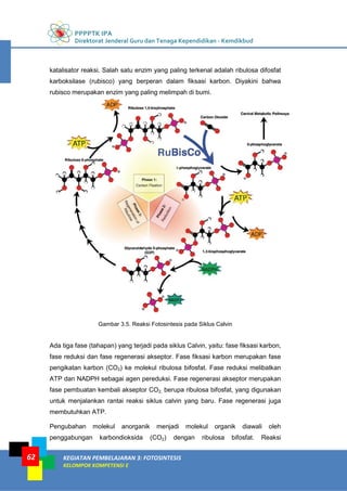 PPPPTK IPA
Direktorat Jenderal Guru dan Tenaga Kependidikan - Kemdikbud
KEGIATAN PEMBELAJARAN 3: FOTOSINTESIS
KELOMPOK KOMPETENSI E
62
katalisator reaksi. Salah satu enzim yang paling terkenal adalah ribulosa difosfat
karboksilase (rubisco) yang berperan dalam fiksasi karbon. Diyakini bahwa
rubisco merupakan enzim yang paling melimpah di bumi.
Gambar 3.5. Reaksi Fotosintesis pada Siklus Calvin
Ada tiga fase (tahapan) yang terjadi pada siklus Calvin, yaitu: fase fiksasi karbon,
fase reduksi dan fase regenerasi akseptor. Fase fiksasi karbon merupakan fase
pengikatan karbon (CO2) ke molekul ribulosa bifosfat. Fase reduksi melibatkan
ATP dan NADPH sebagai agen pereduksi. Fase regenerasi akseptor merupakan
fase pembuatan kembali akseptor CO2, berupa ribulosa bifosfat, yang digunakan
untuk menjalankan rantai reaksi siklus calvin yang baru. Fase regenerasi juga
membutuhkan ATP.
Pengubahan molekul anorganik menjadi molekul organik diawali oleh
penggabungan karbondioksida (CO2) dengan ribulosa bifosfat. Reaksi
 