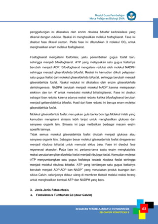 LISTRIK untuk SMP
KEGIATAN PEMBELAJARAN 3: FOTOSINTESIS
KELOMPOK KOMPETENSI E
Modul Guru Pembelajar
Mata Pelajaran Biologi SMA
63
penggabungan ini dikatalisis oleh enzim ribulosa bifosfat karboksilase yang
dikenal dengan rubisco. Reaksi ini menghasilkan molekul fosfogliserat. Fase ini
disebut fase fiksasi karbon. Pada fase ini dibutuhkan 3 molekul CO2 untuk
menghasilkan enam molekul fosfogliserat.
Fosfogliserat mengalami fosforilasi, yaitu penambahan gugus fosfat baru
sehingga menjadi bifosfogliserat. ATP yang melepaskan satu gugus fosfatnya
berubah menjadi ADP. Bifosfogliserat mengalami reduksi oleh molekul NADPH
sehingga menjadi gliseraldehida bifosfat. Reaksi ini kemudian diikuti pelepasan
satu gugus fosfat dari molekul gliseraldehida bifosfat, sehingga berubah menjadi
gliseraldehida fosfat. Reaksi reduksi ini dikatalisis oleh enzim gliseraldehida
dehidrogenase. NADPH berubah menjadi molekul NADP+
,karena melepaskan
elektron dan ion H+
untuk mereduksi molekul bifosfogliserat. Fase ini disebut
sebagai fase reduksi karena adanya reaksi reduksi ketika bifosfogliserat berubah
menjadi geliseraldehida bifosfat. Hasil dari fase reduksi ini berupa enam molekul
gliseraldehida fosfat.
Molekul gliseraldehida fosfat merupakan gula berkarbon tiga.Molekul inilah yang
kemudian mengalami sintesis lebih lanjut untuk menghasilkan glukosa dan
senyawa organik lain. Sintesis ini juga melibatkan berbagai macam enzim
spesifik lainnya.
Tidak semua molekul gliseraldehida fosfat dirubah menjadi glukosa atau
senyawa organik lain. Sebagian besar molekul gliseraldehida fosfat diregenerasi
menjadi ribulosa bifosfat untuk memulai siklus baru. Fase ini disebut fase
regenerasi akseptor. Pada fase ini, pertama-tama suatu enzim mengkatalisis
reaksi perubahan gliseraldehida fosfat menjadi ribulosa fosfat. Kemudian molekul
ATP menyumbangkan satu gugus fosfatnya kepada ribulosa fosfat sehingga
menjadi molekul ribulosa bifosfat. ATP yang kehilangan satu gugus fosfatnya
berubah menjadi ADP.ADP dan NADP+
yang merupakan produk buangan dari
siklus Calvin, selanjutnya didaur ulang di membran tilakoid melalui reaksi terang
untuk menghasilkan kembali ATP dan NADPH yang baru.
3. Jenis-Jenis Fotosintesis
a. Fotosistesis Tumbuhan C3 (daur Calvin)
 