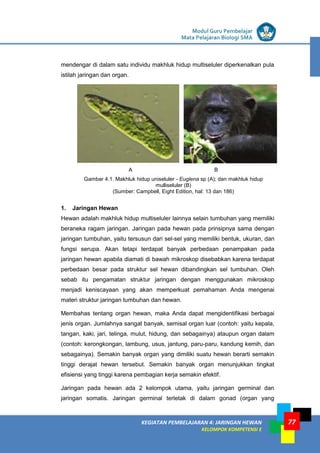 LISTRIK untuk SMP
KEGIATAN PEMBELAJARAN 4: JARINGAN HEWAN
KELOMPOK KOMPETENSI E
Modul Guru Pembelajar
Mata Pelajaran Biologi SMA
77
mendengar di dalam satu individu makhluk hidup multiseluler diperkenalkan pula
istilah jaringan dan organ.
A B
Gambar 4.1. Makhluk hidup uniseluler - Euglena sp (A); dan makhluk hidup
mulliseluler (B)
(Sumber: Campbell, Eight Edition, hal: 13 dan 186)
1. Jaringan Hewan
Hewan adalah makhluk hidup multiseluler lainnya selain tumbuhan yang memiliki
beraneka ragam jaringan. Jaringan pada hewan pada prinsipnya sama dengan
jaringan tumbuhan, yaitu tersusun dari sel-sel yang memiliki bentuk, ukuran, dan
fungsi serupa. Akan tetapi terdapat banyak perbedaan penampakan pada
jaringan hewan apabila diamati di bawah mikroskop disebabkan karena terdapat
perbedaan besar pada struktur sel hewan dibandingkan sel tumbuhan. Oleh
sebab itu pengamatan struktur jaringan dengan menggunakan mikroskop
menjadi keniscayaan yang akan memperkuat pemahaman Anda mengenai
materi struktur jaringan tumbuhan dan hewan.
Membahas tentang organ hewan, maka Anda dapat mengidentifikasi berbagai
jenis organ. Jumlahnya sangat banyak, semisal organ luar (contoh: yaitu kepala,
tangan, kaki, jari, telinga, mulut, hidung, dan sebagainya) ataupun organ dalam
(contoh: kerongkongan, lambung, usus, jantung, paru-paru, kandung kemih, dan
sebagainya). Semakin banyak organ yang dimiliki suatu hewan berarti semakin
tinggi derajat hewan tersebut. Semakin banyak organ menunjukkan tingkat
efisiensi yang tinggi karena pembagian kerja semakin efektif.
Jaringan pada hewan ada 2 kelompok utama, yaitu jaringan germinal dan
jaringan somatis. Jaringan germinal terletak di dalam gonad (organ yang
 