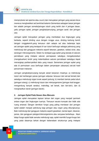 PPPPTK IPA
Direktorat Jenderal Guru dan Tenaga Kependidikan - Kemdikbud
KEGIATAN PEMBELAJARAN 4: JARINGAN HEWAN
KELOMPOK KOMPETENSI E
78
memproduksi sel sperma atau ovum) dan merupakan jaringan yang secara terus
menerus menghasilkan sel benih/sel kelamin.Sementara sebagian besar jaringan
lain adalah jaringan somatis/jaringan tubuh yang terdiri dari 4 jaringan dasar,
yaitu jaringan epitel, jaringan pengikat/penunjang, jaringan saraf, dan jaringan
otot.
Jaringan epitel merupakan jaringan yang membatasi dua lingkungan yang
berbeda, seperti dinding usus dengan rongga usus, dinding kantung kemih
dengan ronggakemih,yang tersusun oleh selapis sel atau beberapa lapis
sel.Jaringan epitel yang terdapat di luar tubuh berfungsi sebagai pelindung yang
melindungi dari gangguan mekanis seperti tekanan, gesekan, radiasi sinar, atau
serangan mikroorganisme. Selain itu terdapat juga epitel yang berada di saluran
pernafasan yang melapisi saluran pernapasan sekaligus mengeksresikan
(mengeluarkan) lendir yang melembabkan saluran pernafasan sekaligus dapat
menangkap partikel-partikel debu yang masuk. Sementara jaringan epitel yang
ada di permukaan usus berfungsi dalam penyerapan (absorpsi) zat-zat hasil
pencernaan makanan.
Jaringan pengikat/penunjang banyak sekali berperan misalnya: a) melindungi
tubuh dari kehilangan panas (jaringan adiposa: tersusun dari sel-sel lemak) dan
sekaligus melindungi organ lunak seperti jantung; b) memberi bentuk pada tubuh
(jaringan tulang); c) melindungi tubuh dari mikroorganisme (jaringan ikat longgar:
mengandung banyak serabut, makrofag, sel lemak, dan lain-lain); dan d)
menghasilkan darah (jaringan darah).
2. Jaringan Epitel Pada Hewan Atau Manusia
Jaringan epitel merupakan lapisan terluar dari organ yang menjadi pemisah
antara organ dan lingkungan luarnya. Tersusun secara kompak dan tidak ada
ruang antarsel. Dengan demikian fungsi yang paling mendasar dari jaringan
epitel adalah menjadi pelindung bagi jaringan atau organ yang dibungkusnya.
Baik melindungi dari gangguan mekanis seperti gesekkan, benda tajam, tekanan,
panas, dan gangguan patogen/mikroorganisme atau senyawa berbahaya. Akan
tetapi fungsi epitel tidak semata melindungi saja, epitel memiliki fungsi-fungsi lain
yang pada dasarnya terkait dengan keberadaan strukturnya yang melapisi
 
