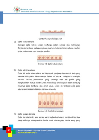 PPPPTK IPA
Direktorat Jenderal Guru dan Tenaga Kependidikan - Kemdikbud
KEGIATAN PEMBELAJARAN 4: JARINGAN HEWAN
KELOMPOK KOMPETENSI E
80
Gambar 4.2. Epitel selapis pipih
2) Epitel kubus selapis
Jaringan epitel kubus selapis berfungsi dalam sekresi dan melindungi.
Contoh ini terdapat pada permukaan ovarium, kelenjar tiroid, saluran neufron
ginjal, retina mata, dan kelenjar gondok.
Gambar 4.3. Epitel kubus selapis
3) Epitel silindris selapis
Epitel ini terdiri atas selapis sel berbentuk panjang dan sempit. Ada yang
memiliki silia pada permukaanya seperti di oviduk. Jaringan ini melapisi
seluruh saluran pencernaan yang diselingi oleh sel goblet yang
menghasilkan mukus (lendir) untuk melindungi lambung dari asam lambung
misalnya pada lambung dan jonjot usus, selain itu terdapat pula pada
saluran pernapasan atas dan kantung empedu.
Gambar 4.4. Epitel silindris selapis
4) Epitel selapis bersilia
Epitel bersilia terdiri atas sel‐sel yang berbentuk batang bersilia di tepi luar
yang berfungsi menghasilkan lendir untuk menangkap benda asing yang
 