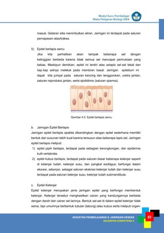 LISTRIK untuk SMP
KEGIATAN PEMBELAJARAN 4: JARINGAN HEWAN
KELOMPOK KOMPETENSI E
Modul Guru Pembelajar
Mata Pelajaran Biologi SMA
81
masuk. Getaran silia menimbulkan aliran. Jaringan ini terdapat pada saluran
pernapasan atas/trakea.
5) Epitel berlapis semu
Jika kita perhatikan akan tampak beberapa sel dengan
ketinggian berbeda karena tidak semua sel mencapai permukaan yang
bebas. Meskipun demikian, epitel ini terdiri atas selapis sel‐sel tebal dan
tiap‐tiap selnya melekat pada membran basal. Jaringan epitelium ini
dapat kita jumpai pada saluran kencing dan tenggorokan, uretra jantan,
saluran reproduksi jantan, serta epididimis (saluran sperma).
Gambar 4.5. Epitel berlapis semu
b. Jaringan Epitel Berlapis
Jaringan epitel berlapis apabila dibandingkan dengan epitel sederhana memiliki
bentuk dan susunan lebih kuat karena tersusun atas beberapa lapis sel. Jaringan
epitel berlapis meliputi:
1) epitel pipih berlapis, terdapat pada sebagian kerongkongan, dan epidermis
kulit vertebrata.
2) epitel kubus berlapis, terdapat pada saluran besar beberapa kelenjar seperti
di kelenjar ludah, kelenjar susu, dan pangkal esofagus; berfungsi dalam
eksresi, adsorpsi, sebagai saluran ekskresi kelenjar ludah dan kelenjar susu
terdapat pada saluran kelenjar susu, kelenjar ludah submandibula.
c. Epitel Kelenjar
Epitel kelenjar merupakan jenis jaringan epitel yang berfungsi membentuk
kelenjar. Kelenjar tersebut menghasilkan cairan yang kandungannya berbeda
dengan darah dan cairan sel lainnya. Bentuk sel-sel di dalam epitel kelenjar tidak
sama, tapi umumnya berbentuk tubular (tabung) atau kubus serta meliputi organ-
 