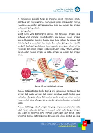 LISTRIK untuk SMP
KEGIATAN PEMBELAJARAN 4: JARINGAN HEWAN
KELOMPOK KOMPETENSI E
Modul Guru Pembelajar
Mata Pelajaran Biologi SMA
83
ini menjalankan beberapa fungsi di antaranya seperti menyimpan lemak,
melindungi dari mikroorganisme, memproduksi darah, menghasilkan matriks
yang keras, dan lain-lain. Jaringan penunjang terdiri atas jaringan ikat, jaringan
skeleton, dan jaringan darah.
a. Jaringan Ikat
Seperti nama yang disandangnya, jaringan ikat merupakan jaringan yang
berfungsi untuk mengikat (menghubungkan) satu jaringan dengan jaringan
lainnya. Berdasarkan fungsinya tersebut Anda tentu mafhum jika jaringan ikat
tidak terdapat di permukaan luar tubuh dan bahkan jaringan ikat memiliki
pembuluh darah. Jaringan ikat pada dasarnya adalah sekumpulan jalinan matriks
yang terdiri dari serabut kolagen, serabut elastin, dan serabut retikuler. Jaringan
ikat dibedakan menjadi jaringan ikat padat, jaringan ikat longgar, dan jaringan
lemak.
Gambar 4.8. Jaringan ikat pada manusia
Jaringan ikat padat terbagi lagi ke dalam 2 jenis yaitu jaringan ikat kolagen dan
jaringan ikat elastis. Jaringan ikat kolagen contohnya adalah tendon yang
melekatkan otot pada tulang. Jaringan ikat elastis contohnya adalah ligamen
yang mengikat tulang-tulang dengan persendian. Ligamen tersusun dari serabut
elastis.
Jaringan ikat longgar adalah jaringan ikat yang paling banyak ditemukan pada
tubuh hewan vertebrata. Jaringan ini menghubungkan epitel dengan jaringan
atau organ di bawahnya serta menjaga organ-organ agar berada pada
tempatnya. Jaringan ikat mengandung berbagai jenis sel dan serabut. Sel yang
 