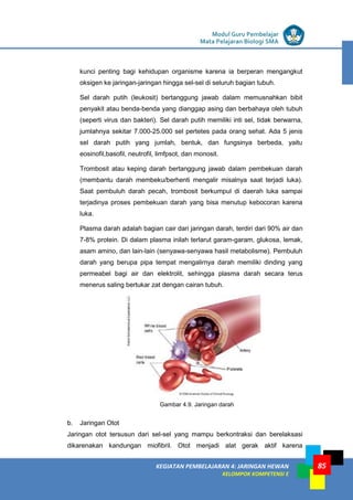 LISTRIK untuk SMP
KEGIATAN PEMBELAJARAN 4: JARINGAN HEWAN
KELOMPOK KOMPETENSI E
Modul Guru Pembelajar
Mata Pelajaran Biologi SMA
85
kunci penting bagi kehidupan organisme karena ia berperan mengangkut
oksigen ke jaringan-jaringan hingga sel-sel di seluruh bagian tubuh.
Sel darah putih (leukosit) bertanggung jawab dalam memusnahkan bibit
penyakit atau benda-benda yang dianggap asing dan berbahaya oleh tubuh
(seperti virus dan bakteri). Sel darah putih memiliki inti sel, tidak berwarna,
jumlahnya sekitar 7.000-25.000 sel pertetes pada orang sehat. Ada 5 jenis
sel darah putih yang jumlah, bentuk, dan fungsinya berbeda, yaitu
eosinofil,basofil, neutrofil, limfpsot, dan monosit.
Trombosit atau keping darah bertanggung jawab dalam pembekuan darah
(membantu darah membeku/berhenti mengalir misalnya saat terjadi luka).
Saat pembuluh darah pecah, trombosit berkumpul di daerah luka sampai
terjadinya proses pembekuan darah yang bisa menutup kebocoran karena
luka.
Plasma darah adalah bagian cair dari jaringan darah, terdiri dari 90% air dan
7-8% protein. Di dalam plasma inilah terlarut garam-garam, glukosa, lemak,
asam amino, dan lain-lain (senyawa-senyawa hasil metabolisme). Pembuluh
darah yang berupa pipa tempat mengalirnya darah memiliki dinding yang
permeabel bagi air dan elektrolit, sehingga plasma darah secara terus
menerus saling bertukar zat dengan cairan tubuh.
Gambar 4.9. Jaringan darah
b. Jaringan Otot
Jaringan otot tersusun dari sel-sel yang mampu berkontraksi dan berelaksasi
dikarenakan kandungan miofibril. Otot menjadi alat gerak aktif karena
 