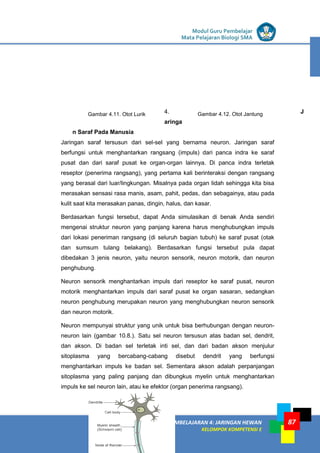 LISTRIK untuk SMP
KEGIATAN PEMBELAJARAN 4: JARINGAN HEWAN
KELOMPOK KOMPETENSI E
Modul Guru Pembelajar
Mata Pelajaran Biologi SMA
87
4. J
aringa
n Saraf Pada Manusia
Jaringan saraf tersusun dari sel-sel yang bernama neuron. Jaringan saraf
berfungsi untuk menghantarkan rangsang (impuls) dari panca indra ke saraf
pusat dan dari saraf pusat ke organ-organ lainnya. Di panca indra terletak
reseptor (penerima rangsang), yang pertama kali berinteraksi dengan rangsang
yang berasal dari luar/lingkungan. Misalnya pada organ lidah sehingga kita bisa
merasakan sensasi rasa manis, asam, pahit, pedas, dan sebagainya, atau pada
kulit saat kita merasakan panas, dingin, halus, dan kasar.
Berdasarkan fungsi tersebut, dapat Anda simulasikan di benak Anda sendiri
mengenai struktur neuron yang panjang karena harus menghubungkan impuls
dari lokasi peneriman rangsang (di seluruh bagian tubuh) ke saraf pusat (otak
dan sumsum tulang belakang). Berdasarkan fungsi tersebut pula dapat
dibedakan 3 jenis neuron, yaitu neuron sensorik, neuron motorik, dan neuron
penghubung.
Neuron sensorik menghantarkan impuls dari reseptor ke saraf pusat, neuron
motorik menghantarkan impuls dari saraf pusat ke organ sasaran, sedangkan
neuron penghubung merupakan neuron yang menghubungkan neuron sensorik
dan neuron motorik.
Neuron mempunyai struktur yang unik untuk bisa berhubungan dengan neuron-
neuron lain (gambar 10.8.). Satu sel neuron tersusun atas badan sel, dendrit,
dan akson. Di badan sel terletak inti sel, dan dari badan akson menjulur
sitoplasma yang bercabang-cabang disebut dendrit yang berfungsi
menghantarkan impuls ke badan sel. Sementara akson adalah perpanjangan
sitoplasma yang paling panjang dan dibungkus myelin untuk menghantarkan
impuls ke sel neuron lain, atau ke efektor (organ penerima rangsang).
Gambar 4.12. Otot JantungGambar 4.11. Otot Lurik
 