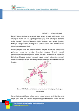 PPPPTK IPA
Direktorat Jenderal Guru dan Tenaga Kependidikan - Kemdikbud
KEGIATAN PEMBELAJARAN 4: JARINGAN HEWAN
KELOMPOK KOMPETENSI E
88
Bagian akson yang panjang seperti Anda amati, tersusun dari bagian yang
dibungkus myelin dan ada juga bagian kecil yang tidak terbungkus (bernama
nodus Ranvier). Bungkus/seludang myelin dibentuk oleh sel-sel Schwann
berfungsi sebagai isolator, meningkatkan konduksi, selain untuk memberi nutrisi
serta regenerasi akson rusak.
Dalam jaringan saraf, sel neuron bertemu dengan sel neuron lainnya dan
pertemuan kedua sel tersebut dinamakan sinapsis. Sinapsis menjadi
persimpangan tempat mengalirnya impuls dari satu sel neuron ke sel neuron
berikutnya. Sinapsis tersebut membuat impuls berjalan satu arah, memecah
impuls ke beberapa neuron, atau mengumpulan beberapa impuls ke satu neuron
tunggal.
Gambar 4.14. Pertemuan sel saraf dengan sel saraf lainnya yang dihubungkan
oleh sinapsis
Komunikasi yang dilakukan sel-sel neuron melalui sinapsis terdiri dari dua jenis
sinyal, yaitu listrik dan kimiawi. Dengan menggunakan struktur khusus dari sel
Gambar 4.13. Struktur Sel Syaraf
 