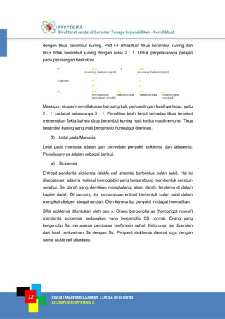 PPPPTK IPA
Direktorat Jenderal Guru dan Tenaga Kependidikan - Kemdikbud
KEGIATAN PEMBELAJARAN 1: POLA HEREDITAS
KELOMPOK KOMPETENSI G
12
dengan tikus berambut kuning. Pad F1 dihasilkan tikus berambut kuning dan
tikus tidak berambut kuning dengan rasio 2 : 1. Untuk penjelasannya pelajari
pada persilangan berikut ini.
Meskipun eksperimen dilakukan berulang kali, perbandingan hasilnya tetap, yaitu
2 : 1, padahal seharusnya 3 : 1. Penelitian lebih lanjut terhadap tikus tersebut
menemukan fakta bahwa tikus berambut kuning mati ketika masih embrio. Tikus
berambut kuning yang mati bergenotip homozigot dominan.
3) Letal pada Manusia
Letal pada manusia adalah gen penyebab penyakit sicklemia dan talasemia.
Penjelasannya adalah sebagai berikut.
a) Sicklemia
Eritrosit penderita sicklemia (sickle cell anemia) berbentuk bulan sabit. Hal ini
disebabkan adanya molekul hemoglobin yang bersambung membentuk serabut-
serabut, Sel darah yang demikian menghalangi aliran darah, terutama di dalam
kapiler darah. Di samping itu, kemampuan eritosit berbentuk bulan sabit dalam
mengikat oksigen sangat rendah. Oleh karena itu, penyakit ini dapat mematikan.
Sifat sicklemia ditentukan oleh gen s. Orang bergenotip ss (homozigot resesif)
menderita sicklemia, sedangkan yang bergenotip SS normal. Orang yang
bergenotip Ss merupakan pembawa berfenotip sehat. Keturunan ss diperoleh
dari hasil perkawinan Ss dengan Ss. Penyakit sicklemia dikenal juga dengan
nama sickle cell diseases.
 