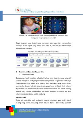 PPPPTK IPA
Direktorat Jenderal Guru dan Tenaga Kependidikan - Kemdikbud
KEGIATAN PEMBELAJARAN 1: POLA HEREDITAS
KELOMPOK KOMPETENSI G
14
Gambar 1.4. Penderita Sindrom Down mempunyai kelebihan kromosom yaitu
mempunyai 3 kopi kromosom nomor 21
Gagal berpisah yang terjadi pada kromosom sex juga akan menimbulkan
beberapa akibat seperti yang tertera pada tabel 3, salah satunya adalah dapat
menyebabkan kematian.
Tabel 1.1. Gagal Berpisah dalam Kromosom Sex
d. Determinasi Seks dan Pautan Seks
1) Determinasi Seks
Berdasarkan hasil penelitian diketahui bahwa jenis kelamin pada sejumlah
spesies merupakan sifat yang diwariskan dari generasi ke generasi berikutnya.
Telah diketahui pula bahwa jenis kelamin telah ditentukan sejak ovum dibuahi
sperma atau dengan kata lain sejak terjadinya peristiwa fertilisasi. Jenis kelamin
dapat ditentukan berdasarkan susunan kromosom di dalam sel. Salah seorang
perintis yang berhasil menemukan perbedaan susunan kromosom sel jenis
kelamin jantan dan betina adalah McClung.
Sistem XX-XY
Setiap sel tubuh lalat buah terdapat 4 pasang kromosom, yaitu terdiri atas 3
pasang yang sama, baik yang jantan maupun betina dan disebut autosom
 