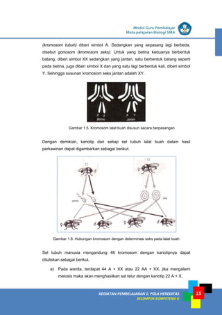 KEGIATAN PEMBELAJARAN 1: POLA HEREDITAS
KELOMPOK KOMPETENSI G
Modul Guru Pembelajar
Mata pelajaran Biologi SMA
15
(kromosom tubuh) diberi simbol A. Sedangkan yang sepasang lagi berbeda,
disebut gonosom (kromosom seks). Untuk yang betina keduanya berbentuk
batang, diberi simbol XX sedangkan yang jantan, satu berbentuk batang seperti
pada betina, juga diberi simbol X dan yang satu lagi berbentuk kail, diberi simbol
Y. Sehingga susunan kromosom seks jantan adalah XY.
Gambar 1.5. Kromosom lalat buah disusun secara berpasangan
Dengan demikian, kariotip dari setiap sel tubuh lalat buah dalam hasil
perkawinan dapat digambarkan sebagai berikut.
Gambar 1.6. Hubungan kromosom dengan determinasi seks pada lalat buah
Sel tubuh manusia mengandung 46 kromosom dengan kariotipnya dapat
dituliskan sebagai berikut.
a) Pada wanita, terdapat 44 A + XX atau 22 AA + XX, jika mengalami
meiosis maka akan menghasilkan sel telur dengan kariotip 22 A + X.
 