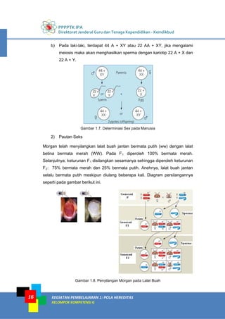 PPPPTK IPA
Direktorat Jenderal Guru dan Tenaga Kependidikan - Kemdikbud
KEGIATAN PEMBELAJARAN 1: POLA HEREDITAS
KELOMPOK KOMPETENSI G
16
b) Pada laki-laki, terdapat 44 A + XY atau 22 AA + XY, jika mengalami
meiosis maka akan menghasilkan sperma dengan kariotip 22 A + X dan
22 A + Y.
Gambar 1.7. Determinasi Sex pada Manusia
2) Pautan Seks
Morgan telah menyilangkan lalat buah jantan bermata putih (ww) dengan lalat
betina bermata merah (WW). Pada F1 diperoleh 100% bermata merah.
Selanjutnya, keturunan F1 disilangkan sesamanya sehingga diperoleh keturunan
F2: 75% bermata merah dan 25% bermata putih. Anehnya, lalat buah jantan
selalu bermata putih meskipun diulang beberapa kali. Diagram persilangannya
seperti pada gambar berikut ini.
Gambar 1.8. Penyilangan Morgan pada Lalat Buah
 