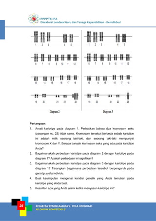 PPPPTK IPA
Direktorat Jenderal Guru dan Tenaga Kependidikan - Kemdikbud
KEGIATAN PEMBELAJARAN 1: POLA HEREDITAS
KELOMPOK KOMPETENSI G
26
Pertanyaan:
1. Amati kariotipe pada diagram 1. Perhatikan bahwa dua kromosom seks
(pasangan no. 23) tidak sama. Kromosom tersebut berbeda sebab kariotipe
ini adalah milik seorang laki-laki, dan seorang laki-laki mempunyai
kromosom X dan Y. Berapa banyak kromosom seks yang ada pada kariotipe
Anda?
2. Bagaimanakah perbedaan kariotipe pada diagram 2 dengan kariotipe pada
diagram 1? Apakah perbedaan ini signifikan?
3. Bagaimanakah perbedaan kariotipe pada diagram 3 dengan kariotipe pada
diagram 1? Terangkan bagaimana perbedaan tersebut berpengaruh pada
genotip suatu individu.
4. Buat kesimpulan mengenai kondisi genetik yang Anda temukan pada
kariotipe yang Anda buat.
5. Kesulitan apa yang Anda alami ketika menyusun kariotipe ini?
 