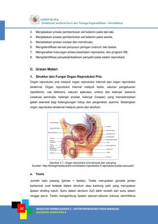 PPPPTK IPA
Direktorat Jenderal Guru dan Tenaga Kependidikan - Kemdikbud
KEGIATAN PEMBELAJARAN 2 : SISTEM REPRODUKSI PADA MANUSIA
KELOMPOK KOMPETENSI G
32
3. Menjelaskan proses pembentukan sel kelamin pada laki-laki.
4. Menjelaskan proses pembentukan sel kelamin pada wanita.
5. Menjelaskan proses ovulasi dan menstruasi.
6. Mengidentifikasi sel-sel penyusun jaringan ovarium dan testes.
7. Menganalisis hubungan antara kesehatan reproduksi, dan program KB.
8. Mengidentifikasi penyebab/kelainan penyakit pada sistem reproduksi.
C. Uraian Materi
1. Struktur dan Fungsi Organ Reproduksi Pria
Organ reproduksi pria meliputi organ reproduksi internal dan organ reproduksi
eksternal. Organ reproduksi internal meliputi testis, saluran pengeluaran
(epididimis, vas deferens, saluran ejakulasi, uretra) dan kelenjar asesoris
(vesikula seminalis, kelenjar prostat, kelenjar Cowper) yang mensekresikan
getah esensial bagi kelangsungan hidup dan pergerakan sperma. Sedangkan
organ reproduksi eksternal meliputi penis dan skortum.
Gambar 2.1. Organ reproduksi pria tampak dari samping
Sumber: http://biologimediacentre.com/sistem-reproduksi-2-reproduksi-pada-manusia//
a. Testis
Jumlah satu pasang (jamak = testes). Testis merupakan gonade jantan
berbentuk oval terletak dalam skrotum atau kantung pelir yang merupakan
lipatan dinding tubuh. Suhu dalam skrotum 2oC lebih rendah dari suhu dalam
rongga perut. Testis mengandung lipatan saluran-saluran tubulus seminiferus
 