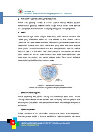 PPPPTK IPA
Direktorat Jenderal Guru dan Tenaga Kependidikan - Kemdikbud
KEGIATAN PEMBELAJARAN 2 : SISTEM REPRODUKSI PADA MANUSIA
KELOMPOK KOMPETENSI G
34
g. Kelenjar Cowper atau kelenjar Bulbouretra.
Jumlah satu pasang. Terletak di bawah kelenjar Prostat. Melalui saluran
mensekresikan getahnya kedalam uretra berupa mukus (lendir) jernih bersifat
basa yang dapat menetralisir urin asam yang tertinggal di sepanjang uretra.
h. Penis
Penis tersusun tiga silinder jaringan erektil mirip spons berasal dari vena dan
kapiler yang mengalami modifikasi. Dua terletak di atas disebut korpus
kavernosa, satu buah terletak di bawah dan membungkus uretra disebut korpus
spongiosum. Batang utama penis dilapisi kulit yang relatif lebih tebal. Kepala
penis (glands penis) ditutup oleh lipatan kulit yang jauh lebih tipis dan disebut
preputium (prepuce), kulit inilah yang dihilangkan pada saat dikhitan. Bila terjadi
suatu rangsangan jaringan erektil tersebut akan terisi penuh oleh darah dan
penis akan mengembang dan tegang disebut ereksi. Penis dapat berfungsi
sebagai alat kopulasi bila dalam keadaan ereksi.
Gambar 2.2. Penampang lintang penis
Sumber: http://pewidya.blogspot.co.id/p/pelajaran-keenam.html
i. Skrotum (kantung pelir)
Jumlah sepasang. Merupakan kantung yang didalamnya berisi testis. Antara
kantung sebelah kanan dan kiri dibatasi oleh sekat yang tersusun jaringan ikat
dan otot polos (otot dartos). Otot dartos menyebabkan skrotum dapat mengendur
dan berkerut.
j. Spermatogenesis
Proses pembentukan dan pemasakan spermatozoa disebut spermatogenesis.
Spermatogenesis terjadi di tubulus seminiferus. Spermatogenesis mencakup
 