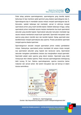 LISTRIK untuk SMP
KEGIATAN PEMBELAJARAN 2 : SISTEM REPRODUKSI PADA MANUSIA
KELOMPOK KOMPETENSI G
Modul Guru Pembelajar
Mata Pelajaran Biologi SMA
37
Pada tahap pertama spermatogenesis, spermatogonia yang bersifat diploid
berkumpul di tepi membran epitel germinal yang disebut spermatogonia tipe A.
Spermatogonia tipe A membelah secara mitosis menjadi spermatogonia tipe B.
Kemudian, setelah beberapa kali membelah, sel-sel ini akhirnya menjadi
spermatosit primer yang masih bersifat diploid. Setelah beberapa minggu, setiap
spermatosit primer membelah secara meiosis membentuk dua buah spermatosit
sekunder yang bersifat haploid. Spermatosit sekunder kemudian membelah lagi
secara meiosis membentuk empat buah spermatid. Spermatid merupakan calon
sperma yang belum memiliki ekor dan bersifat haploid. Setiap spermatid akan
berdiferensiasi menjadi spermatozoa atau sperma. Proses perubahan spermatid
menjadi sperma disebut spermiasi.
Spermatogonium berubah menjadi spermatosit primer melalui pembelahan
mitosis. Selanjutnya, spermatosit primer membelah diri secara miosis menjadi
dua spermatosit sekunder yang haploid dan berukuran sama. Spermatosit
sekunder mengalami pembelahan meiosis dua menghasilkan empat spermatid.
Spermatid adalah calon sperma yang belum berekor. Spermatid yang telah
mempunyai ekor disebut sperma. Pada manusia spermatogenesis berlangsung
lebih kurang 16 hari. Selama spermatogenesis, sperma menerima bahan
makanan dari sel-sel sertoli. Sel sertoli merupakan tipe sel lainnya di dalam
tubulus seminiferus.
Gambar 2.4.. Spermatogenesis
Sumber: http://reproduksiumj.blogspot.co.id/2011/08/spermatogenesis.html
 