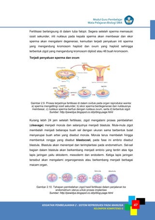 LISTRIK untuk SMP
KEGIATAN PEMBELAJARAN 2 : SISTEM REPRODUKSI PADA MANUSIA
KELOMPOK KOMPETENSI G
Modul Guru Pembelajar
Mata Pelajaran Biologi SMA
47
Fertilisasi berlangsung di dalam tuba falopii. Segera setelah sperma memasuki
oosit sekunder, inti nukleus pada kepala sperma akan membesar dan ekor
sperma akan mengalami degenerasi, kemudian terjadi penyatuan inti sperma
yang mengandung kromosom haploid dan ovum yang haploid sehingga
terbentuk zigot yang mengandung kromosom diploid atau 46 buah kromosom.
Terjadi penyatuan sperma dan ovum
Gambar 2.9. Proses terjadinya fertilisasi di dalam oviduk pada organ reproduksi wanita:
a) sperma mengelilingi oosit sekunder, b) ekor sperma berdegenerasi dan nukleusnya
membesar, c) nukleus sperma berfusi dengan nukleus ovum, serta d) terbentuk sigot
Sumber: http://pewidya.blogspot.co.id/p/blog-page.html
Kurang lebih 24 jam setelah fertilisasi, zigot mengalami proses pembelahan
(cleavage) menjadi morula dan selanjutnya menjadi blastula. Mula-mula zigot
membelah menjadi beberapa buah sel dengan ukuran sama berbentuk bulat
menyerupai buah arbei yang disebut morula. Morula terus membelah hingga
membentuk rongga yang disebut blastocoel, pada fase ini embrio disebut
blastula. Blastula akan menempel dan terimplantasi pada endometrium. Sel-sel
bagian dalam blastula akan berkembang menjadi embrio yang terdiri atas tiga
lapis jaringan yaitu ektoderm, mesoderm dan endoderm. Ketiga lapis jaringan
tersebut akan mengalami organogenesis atau berkembang menjadi berbagai
macam organ.
Gambar 2.10. Tahapan pembelahan zigot hasil fertilisasi dalam perjalanan ke
endometrium uterus untuk proses implantasi
Sumber: http://pewidya.blogspot.co.id/p/blog-page.html
 