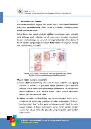 PPPPTK IPA
Direktorat Jenderal Guru dan Tenaga Kependidikan - Kemdikbud
KEGIATAN PEMBELAJARAN 2 : SISTEM REPRODUKSI PADA MANUSIA
KELOMPOK KOMPETENSI G
48
7. Kehamilan atau Gestasi.
Embrio berupa blastula bergerak dari oviduct menuju uterus akhirnya tertanam
(mengalami implantasi/nidasi) dalam dinding endometrium. Setelah implantasi
embrio terjadilah kehamilan.
Sel-sel bagian luar blastula disebut trofoblas mensekresikan enzim proteolitik
yang berfungsi untuk melisiskan sel-sel endometrium, kemudian membentuk
tonjolan-tonjolan sebagai alat kait untuk menempel pada endometrium. Sel-sel di
bawah trofoblas dengan cepat membelah (berproliferasi) membentuk plasenta
dan selaput/kantung kehamilan
Gambar 2.11. Proses Pembentukan membran kehamilan pada embrio
Sumber: http://pewidya.blogspot.co.id/p/blog-page.html
Macam-macam membran kehamilan:
a. Sakus vitelinus atau kantung telur adalah membran berbentuk kantung yang
pertama kali dibentuk dari perluasan lapisan endoderm (lapisan terdalam
blastosit). Sakus vitelinus merupakan tempat pembentukan sel-sel darah dan
pembuluh-pembuluh darah pertama embrio. Sakus vitelinus berinteraksi
dengan trofoblas membentuk korion.
b. Korion merupakan membran terluar yang tumbuh melingkupi embrio. Korion
membentuk vili korion atau jonjot-jonjot di dalam endometrium. Vili korion
berisi pembuluh darah embrio yang berhubungan dengan darah ibu yang
banyak terdapat di dalam endometrium uterus. Korion dengan jaringan
endometrium uterus membentuk plasenta, yang merupakan organ pemberi
nutrisi embrio.
 