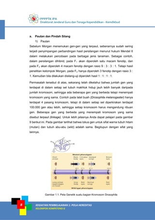 PPPPTK IPA
Direktorat Jenderal Guru dan Tenaga Kependidikan - Kemdikbud
KEGIATAN PEMBELAJARAN 1: POLA HEREDITAS
KELOMPOK KOMPETENSI G
8
a. Pautan dan Pindah Silang
1) Pautan
Sebelum Morgan menemukan gen-gen yang terpaut, sebenarnya sudah sering
terjadi penyimpangan perbandingan hasil persilangan menurut hukum Mendel II
dalam melakukan percobaan pada berbagai jenis tanaman. Sebagai contoh,
dalam persilangan dihibrid, pada F1 akan diperoleh satu macam fenotip, dan
pada F2 akan diperoleh 4 macam fenotip dengan rasio 9 : 3 : 3 : 1. Tetapi hasil
penelitian kelompok Morgan, pada F2 hanya diperoleh 3 fenotip dengan rasio 3 :
1. Kemudian bila dilakukan disilang-uji diperoleh hasil 1 : 1 : 1 : 1.
Permasalah tersebut di atas, sekarang telah diketahui bahwa jumlah gen yang
terdapat di dalam setiap sel tubuh makhluk hidup jauh lebih banyak daripada
jumlah kromosom, sehingga ada beberapa gen yang berbeda tetapi menempati
kromosom yang sama. Contoh pada lalat buah (Drosophila melanogaster) hanya
terdapat 4 pasang kromosom, tetapi di dalam setiap sel diperkirakan terdapat
100.000 gen atau lebih, sehingga setiap kromosom harus mengandung ribuan
gen. Beberapa gen yang berbeda yang menempati kromosom yang sama
disebut terpaut (linkage). Untuk lebih jelasnya Anda dapat pelajari pada gambar
9 berikut ini. Pada gambar terlihat bahwa lokus gen untuk sifat warna tubuh hitam
(mutan) dan tubuh abu-abu (wild) adalah sama. Begitupun dengan sifat yang
lainnya.
Gambar 1.1. Peta Genetik suatu bagian Kromosom Drosophila
 