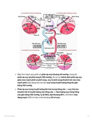 Máu tĩnh mạch qua phổi có phân áp oxy khoảng 40 mmHg, trong khi
phân áp oxy tại phế nang là 100 mmHg. Do có sự chênh lệch phân áp oxy
giữa mao mạch phổi và phế nang, oxy từ phế nang khuếch tán vào mao
mạch phổi dưới dạng hòa tan làm oxy trong huyết tương tăng lên gần
bằng 100 mmHg.
Phân áp oxy trong huyết tương lớn hơn trong hồng cầu → oxy hòa tan
khuếch tán từ huyết tương vào hồng cầu → hàm lượng oxy trong hồng
cầu gần bằng 100 mmHg, tỷ lệ HbO₂ đạt khoảng 98%, trở thành máu
động mạch (100 ml máu chứa khoảng 20 ml oxy).
Sinh Lý Hô Hấp anki 24
 