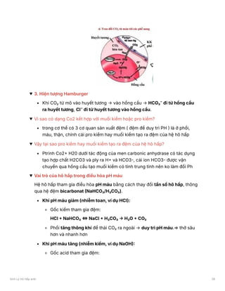 3. Hiện tượng Hamburger
Khi CO₂ từ mô vào huyết tương → vào hồng cầu → HCO₃⁻ đi từ hồng cầu
ra huyết tương, Cl⁻ đi từ huyết tương vào hồng cầu.
Vì sao có dạng Co2 kết hợp với muối kiềm hoặc pro kiềm?
trong cơ thể có 3 cơ quan sản xuất đệm ( đệm để duy trì PH ) là ở phổi,
máu, thận, chính cái pro kiềm hay muối kiềm tạo ra đệm của hệ hô hấp
Vậy tại sao pro kiềm hay muối kiềm tạo ra đệm của hệ hô hấp?
Ptrinh Co2+ H20 dưới tác động của men carbonic anhydrase có tác dụng
tạo hợp chất H2CO3 và ply ra H+ và HCO3-, cái ion HCO3- được vận
chuyển qua hồng cầu tạo muối kiềm có tính trung tính nên ko làm đổi Ph
Vai trò của hô hấp trong điều hòa pH máu
Hệ hô hấp tham gia điều hòa pH máu bằng cách thay đổi tần số hô hấp, thông
qua hệ đệm bicarbonat (NaHCO₃/H₂CO₃).
Khi pH máu giảm (nhiễm toan, ví dụ HCl):
Gốc kiềm tham gia đệm:
HCl + NaHCO₃ ⇔ NaCl + H₂CO₃ → H₂O + CO₂
Phổi tăng thông khí để thải CO₂ ra ngoài → duy trì pH máu.⇒ thở sâu
hơn và nhanh hơn
Khi pH máu tăng (nhiễm kiềm, ví dụ NaOH):
Gốc acid tham gia đệm:
Sinh Lý Hô Hấp anki 28
 