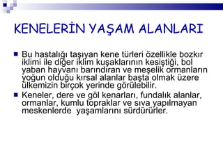 KENELERİN YAŞAM ALANLARI Bu hastalığı taşıyan kene türleri özellikle bozkır iklimi ile diğer iklim kuşaklarının kesiştiği, bol yaban hayvanı barındıran ve meşelik ormanların yoğun olduğu kırsal alanlar başta olmak üzere ülkemizin birçok yerinde görülebilir.  Keneler, dere ve göl kenarları, fundalık alanlar, ormanlar, kumlu topraklar ve sıva yapılmayan meskenlerde  yaşamlarını sürdürürler. 