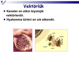 Vektörlük Keneler en etkin biyolojik  vektörlerdir.  Hyalomma türleri en sık etkendir. 