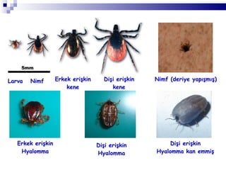 Larva Nimf Erkek erişkin kene Dişi erişkin kene Nimf (deriye yapışmış) Erkek erişkin Hyalomma Dişi erişkin Hyalomma Dişi erişkin Hyalomma kan emmiş 