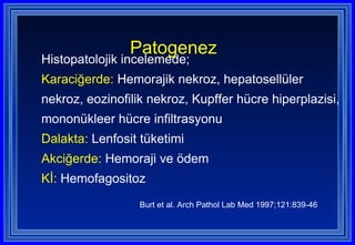 Patogenez   Histopatolojik incelemede; Karaciğerde:  Hemorajik nekroz, hepatosellüler nekroz, eozinofilik nekroz, Kupffer hücre hiperplazisi, mononükleer hücre infiltrasyonu Dalakta:  Lenfosit tüketimi Akciğerde:  Hemoraji ve ödem Kİ:  Hemofagositoz   Burt et al. Arch Pathol Lab Med 1997;121:839-46 