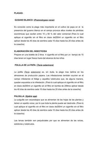 PLAGAS:


GUSANO BLANCO: (Premnotrypes vorax)


Es conocido como la plaga más importante en el cultivo de papa en el la
presencia del gusano blanco en el campo provoca altos niveles de pérdidas
económicas que oscilan entre 10 y 80 % del valor comercial (Para lo cual
aplique el cigarrillo sin el filtro en dosis de250ml un cigarrillo sin el filtro
aplicar desde los 40 días de siembra cada 15 días hasta los 20 días antes de
la cosecha)


ELABORACIÓN DEL INSECTICIDA
Prepare en una botella de 2 litros 4 cigarrillo sin el filtro por un tiempo de 15
días tenen en lugar fresco fuera del alcance de los niños


POLILLA DE LA PAPA: (Tecia solanivora)


La polilla (Tecia solanivora) es, sin duda, la plaga mas dañina en los
almacenes de producción papera. Las infestaciones también ocurren en el
campo infestando el follaje y aquellos tubérculos que, de alguna manera,
quedan expuestos a la infestación. (Para lo cual aplique el cigarrillo sin el filtro
en dosis de250ml un cigarrillo sin el filtro en bomba de 20litros aplicar desde
los 40 días de siembra cada 15 días hasta los 20 días antes de la cosecha)


PULGILLA: (Epitrix spp)
La pulguilla son escarabajos que se alimentan de las hojas de las plantas y
tienen un apetito voraz, por lo que toda la planta puede ser destruida. (Para lo
cual aplique el cigarrillo sin el filtro en dosis de250ml un cigarrillo sin el filtro
aplicar desde los 40 días de siembra cada 15 días hasta los 20 días antes de
la cosecha)


Las larvas también son perjudiciales por que se alimentan de las raíces,
estolones y tubérculos.
 