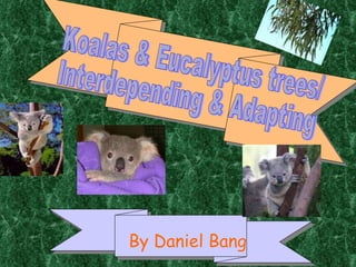 By Daniel Bang Koalas & Eucalyptus trees/ Interdepending & Adapting 