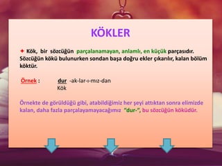 KÖKLER
✦ Kök, bir sözcüğün parçalanamayan, anlamlı, en küçük parçasıdır.
Sözcüğün kökü bulunurken sondan başa doğru ekler çıkarılır, kalan bölüm
köktür.
Örnek : dur -ak-lar-ı-mız-dan
Kök
Örnekte de görüldüğü gibi, atabildiğimiz her şeyi attıktan sonra elimizde
kalan, daha fazla parçalayamayacağımız “dur-“, bu sözcüğün köküdür.
 