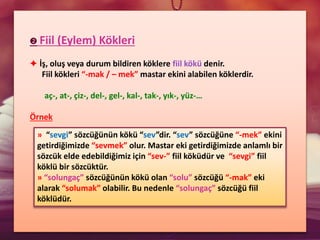 ➋ Fiil (Eylem) Kökleri
✦ İş, oluş veya durum bildiren köklere fiil kökü denir.
Fiil kökleri “-mak / – mek” mastar ekini alabilen köklerdir.
aç-, at-, çiz-, del-, gel-, kal-, tak-, yık-, yüz-…
Örnek
» “sevgi” sözcüğünün kökü “sev”dir. “sev” sözcüğüne “-mek” ekini
getirdiğimizde “sevmek” olur. Mastar eki getirdiğimizde anlamlı bir
sözcük elde edebildiğimiz için “sev-” fiil köküdür ve “sevgi” fiil
köklü bir sözcüktür.
» “solungaç” sözcüğünün kökü olan “solu” sözcüğü “-mak” eki
alarak “solumak” olabilir. Bu nedenle “solungaç” sözcüğü fiil
köklüdür.
 