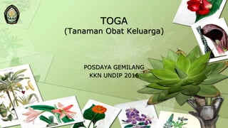 TOGA
(Tanaman Obat Keluarga)
POSDAYA GEMILANG
KKN UNDIP 2016
 